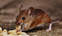 24 Hour & Emergency Exterminators in North Penn, PA